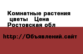 Комнатные растения ,цветы › Цена ­ 3 500 - Ростовская обл.  »    